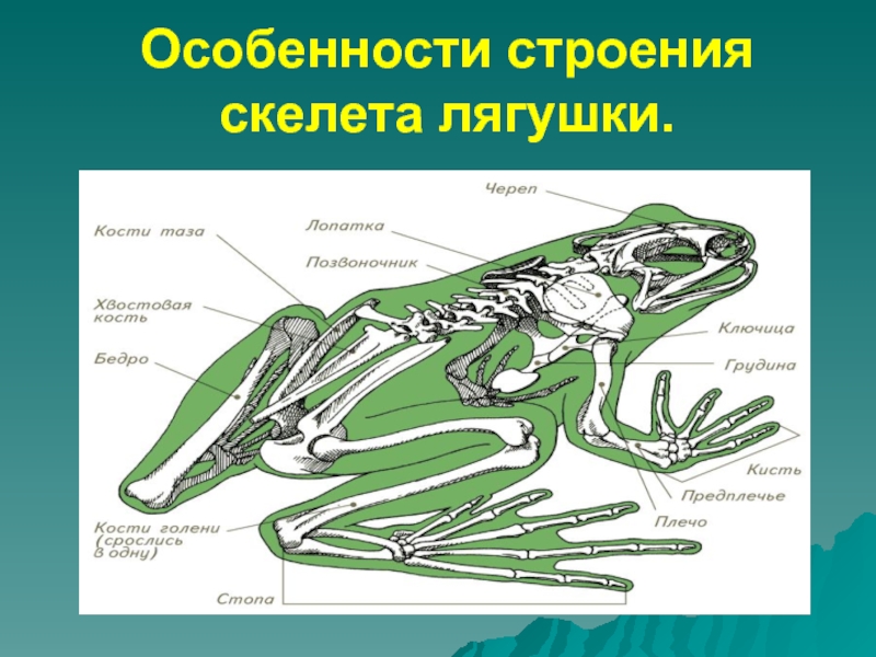 Скелет лягушки позвоночник