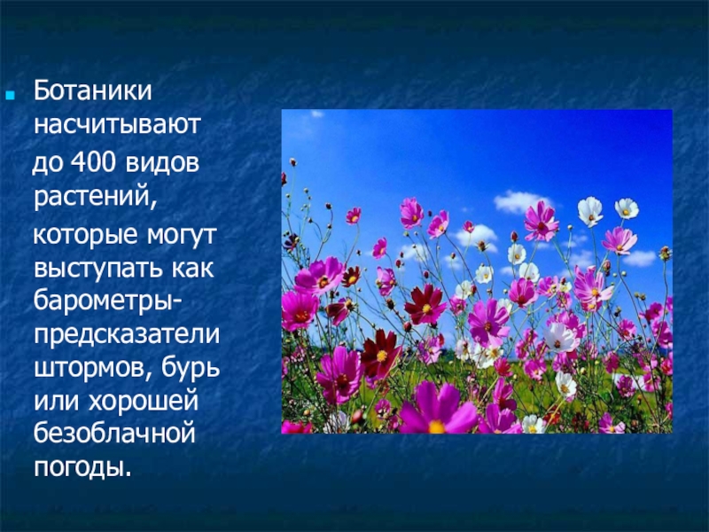 Количество видов цветов. Растения барометры. Живые барометры растения. . Растения – природные барометры. Растения барометры презентация.