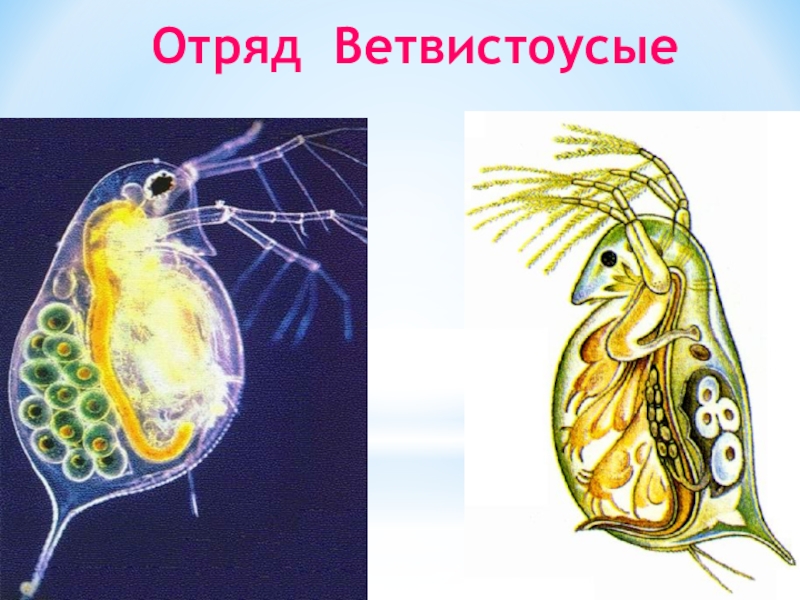 Дафния строение рисунок с подписями