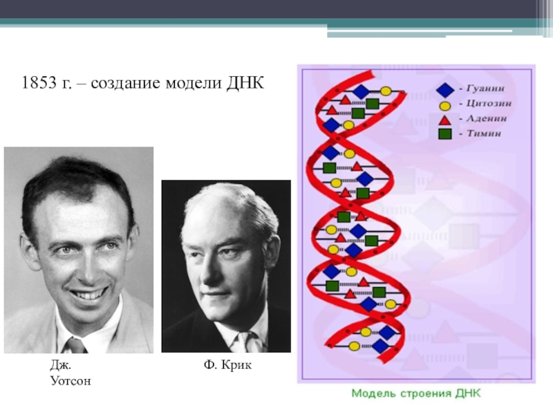 Открытые структуры днк. Открытие структуры молекулы ДНК (Уотсон и крик, 1953). Модель ДНК Дж. Уотсона и ф. крика.. Структура ДНК Уотсон и крик. Дж Уотсон и ф крик ДНК.