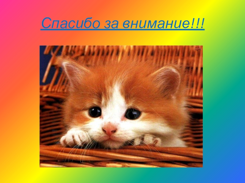 Кот презентация окончена