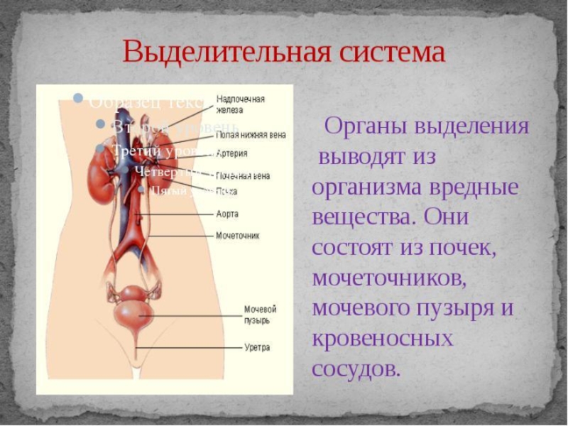Основной орган мочевыделительной системы человека