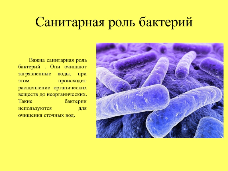 Составьте план ответа на тему роль бактерий на земле