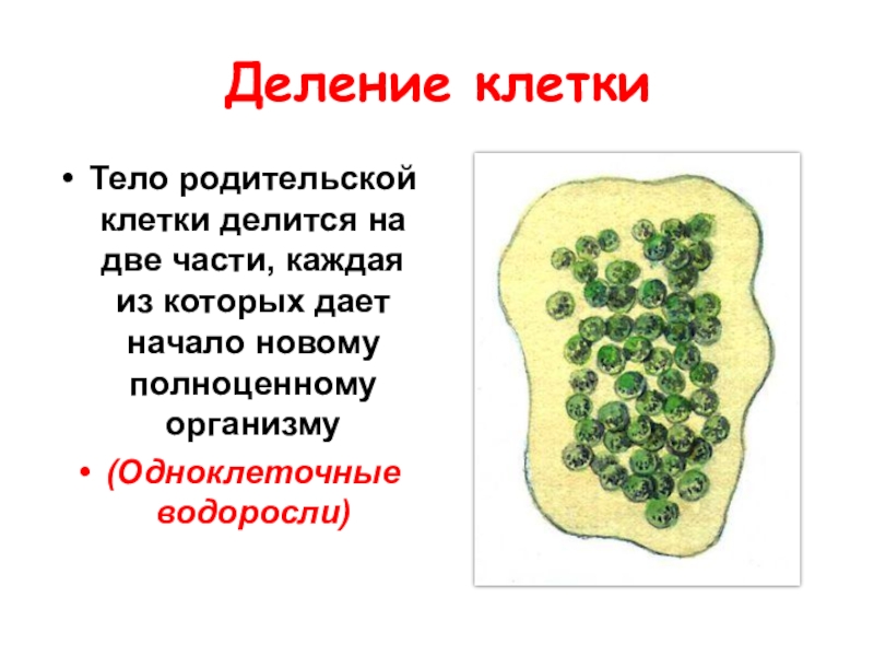 Вегетативные клетки делятся. Деление родительской клетки. Способы деления клетки растений. Клетка делится. Клетки растений которые делятся на две.