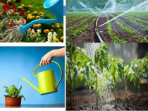 Презентация по биологии, 6 класс Испарение воды листьями. Листопад