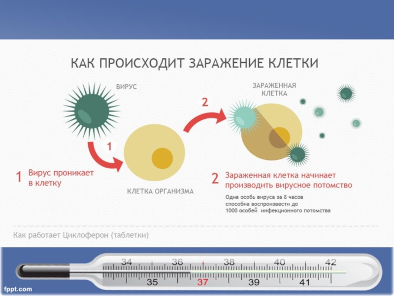 Через какое время заражения. Как происходит заражение клетки. Как происходит заражение вирусом. Как вирус проникает в клетку. Как вирус заражает клетку.