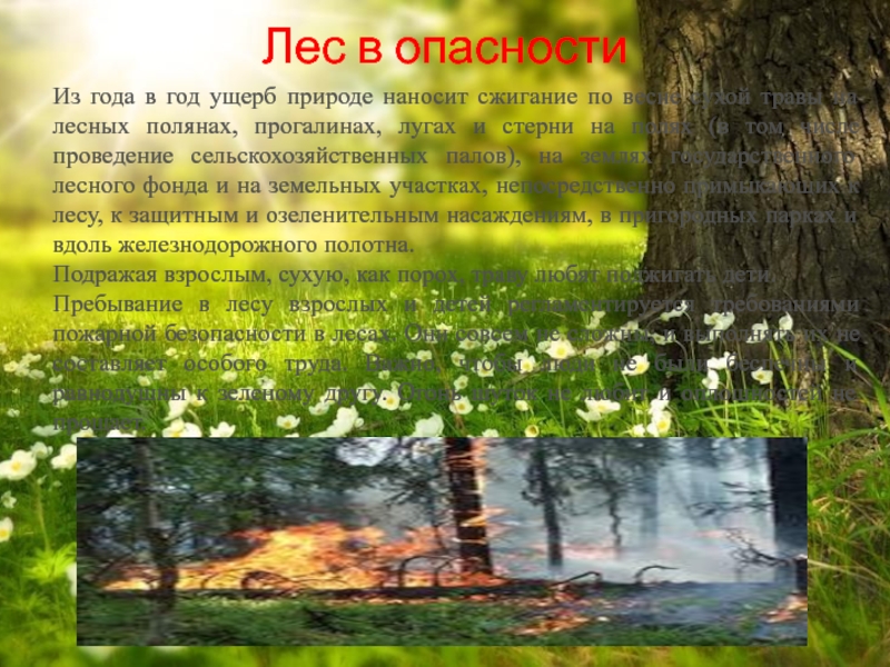 Дождь в лесу сочинение. Сохраним лес. Тольятти.