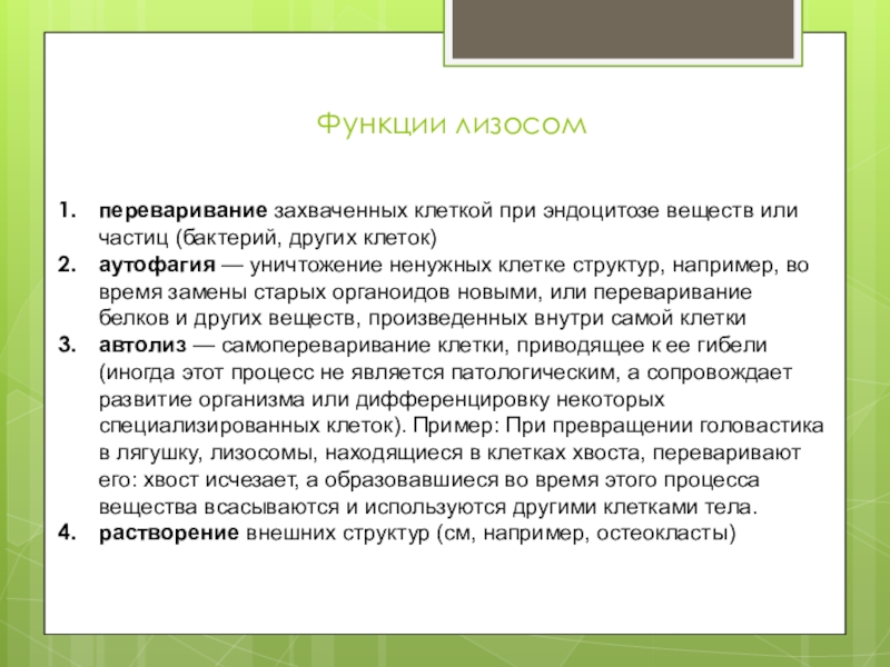 Функции лизосом. Лизосомы функции. Функции лизосомы в клетке. Лизосомы выполняют функции. Лизосомы функции кратко.