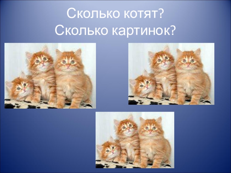 Сколько котиков. Сколько котят на картинке. Сколько на картинке. Сколько скоколькокартинка. Сколько котиков на картинке с ответом.