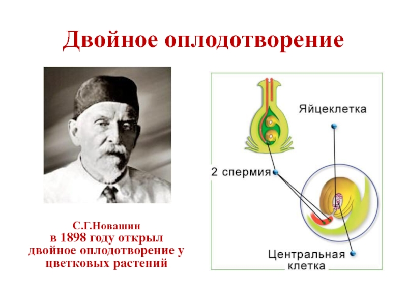 Двойное оплодотворение 1 2. Процесс двойного оплодотворения был открыт.