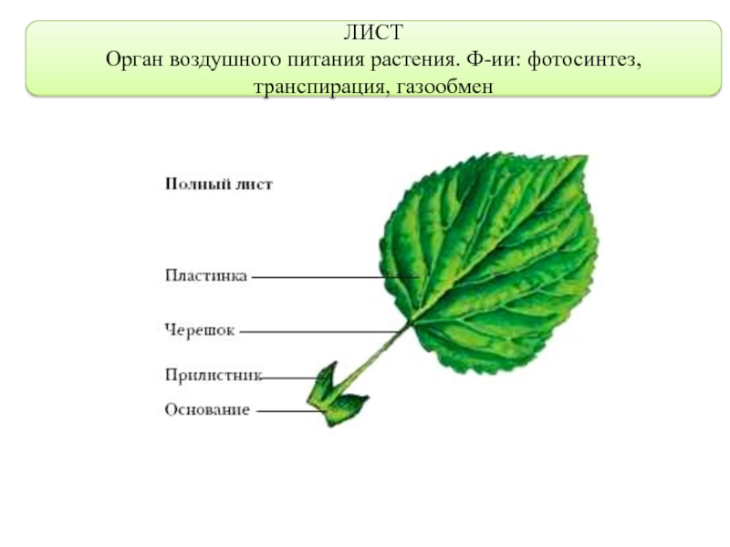 Транспирация и фотосинтез проект