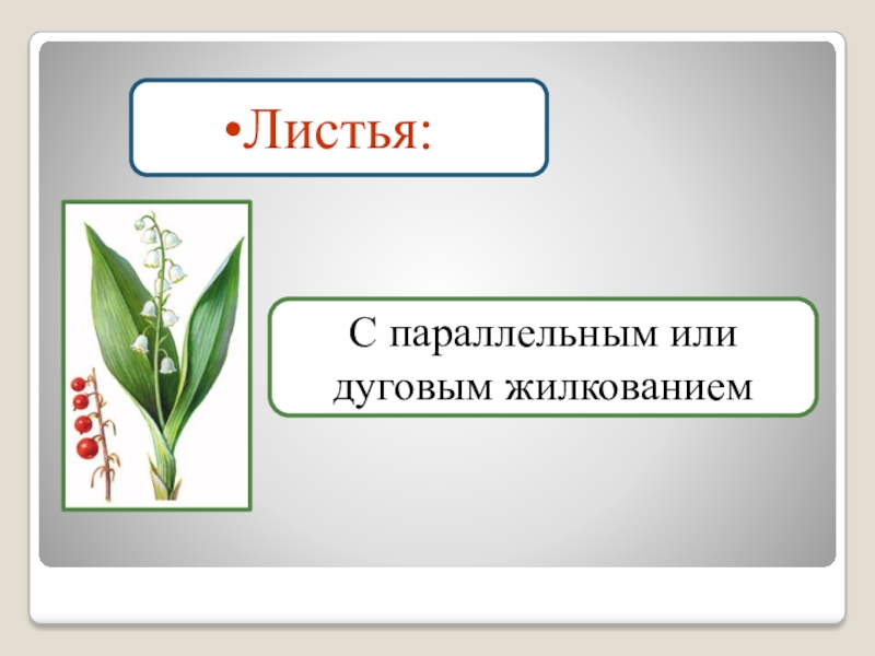 Семейство лилейные листья простые или сложные. Семейство Лилейные жилкование. Лилейные жилкование листьев. Жилкование листа лилейных растений. Семейство Лилейные жилкование листьев.