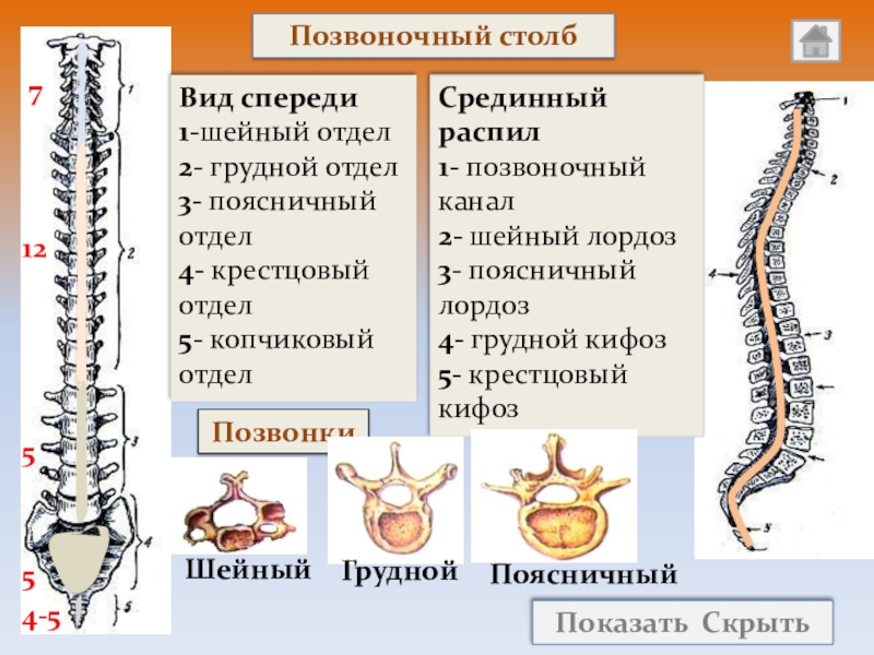 Позвоночных 1