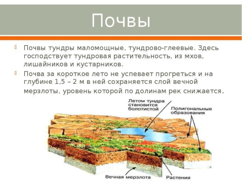 Тундра плодородие. Тип почвы в тундре. Почвы зоны тундры. Почвенный слой тундры.