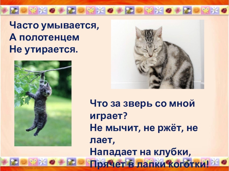 часто умывается. соблюдение личной гигиены. кошечка усатая шубка полосатая. мордочка усатая шубка полосатая. мордочка усатая шубка полосатая загадка.