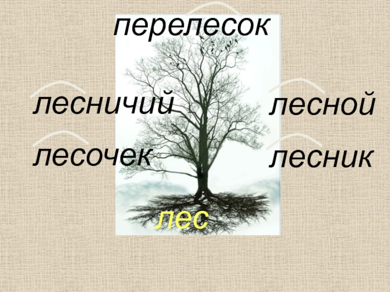 Однокоренные лес. Дерево с однокоренными словами лес. Словесное дерево с корнем лес. Слова с корнем лес. Дерево корней русский язык.