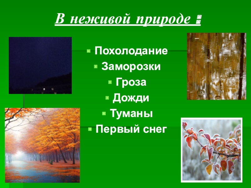 Изменения природы осенью 5 класс. Сезонные изменения в живой природе. Осень сезонные изменения. Сезонные изменения в живой природе осень. Изменения в природе осенью.