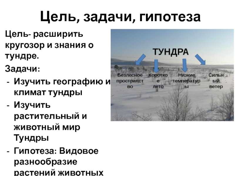 Описание природной зоны тундра по плану 8 класс география