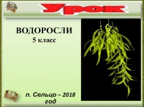 Презентация по биологии на тему Водоросли