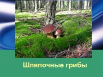 Презентация по биологии Шляпочные грибы
