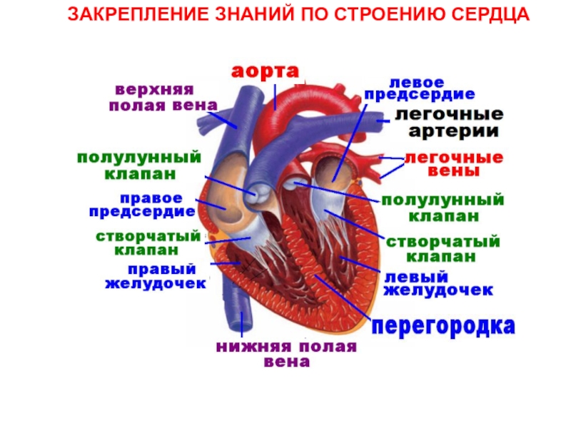 Сердце человека рисунок с подписями по биологии