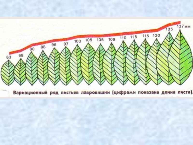 Презентация по биологии 9 класс модификационная изменчивость норма реакции