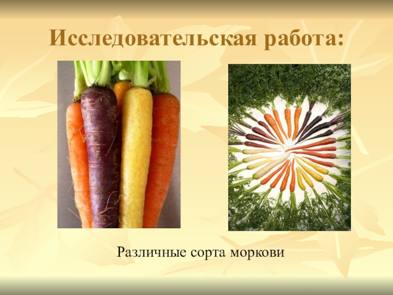 Класс растения морковь. Морковь. Морковь для презентации. Морковка для презентации. Морковь презентация для детей.