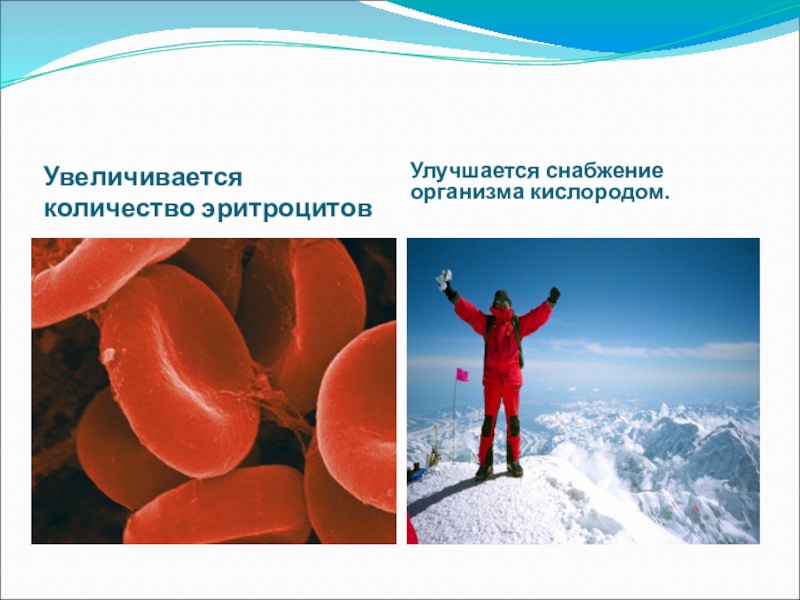 Увеличение числа организмов. Увеличение количества эритроцитов. Снабжение кислородом организма. Увеличение уровня эритроцитов при подъеме в горы. Увеличение числа эритроцитов.