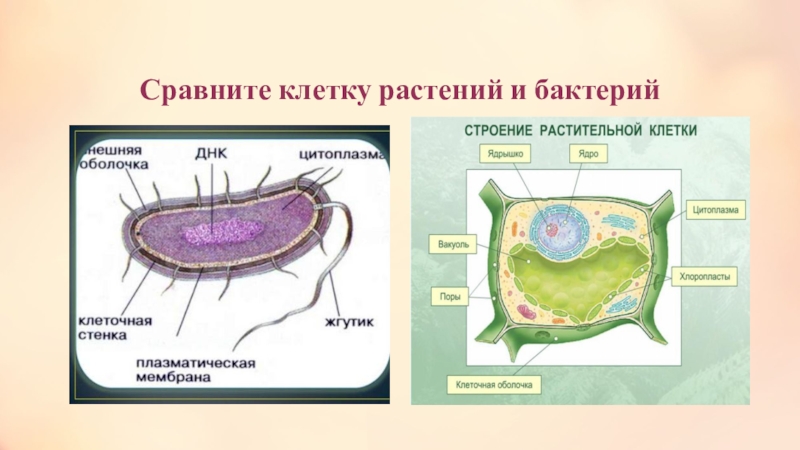 Сравнение клеток растений и бактерий. Клетки растений животных грибов и бактерий. Сравни клетку бактерий и растений. Клетка это миниатюрная природная лаборатория.