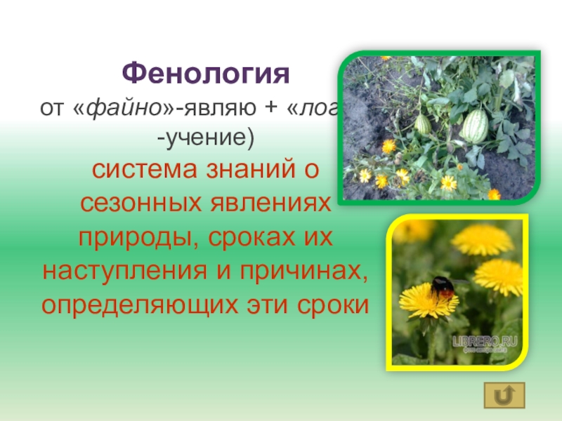 Фенология. Фенология- система знаний о сезонных. Что такое фенология в биологии 5 класс. Фенология растений.