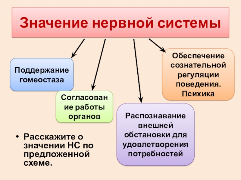 Значение нервной системы. Схема значение нервной системы. Какого значение нервной системы. Заполните схему значение нервной системы.