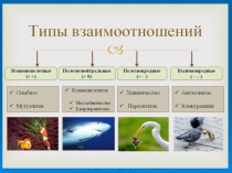 Презентация по экологии Типы взваимодействий