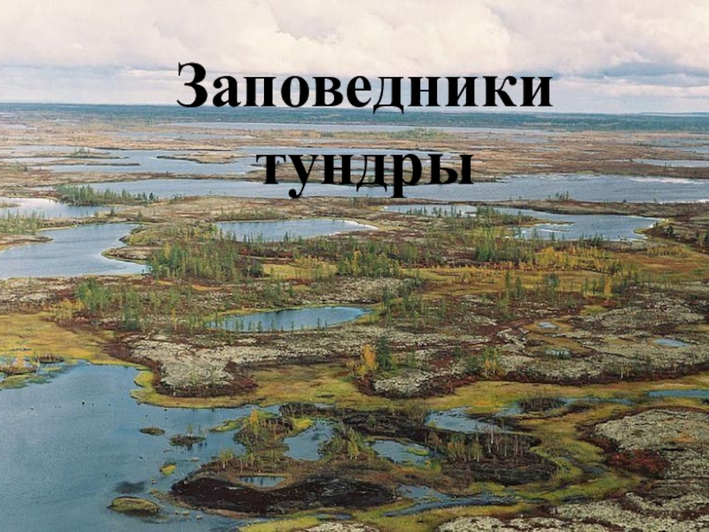 Название заповедников в зоне тундры. Болотистая тундра. Заболоченная тундра. Заболоченность тундры. Тундровые болота.