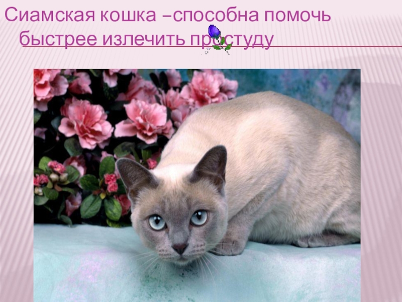 Сиамская кошка презентация