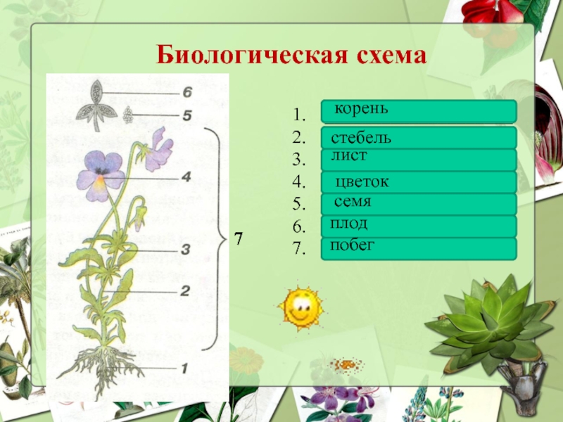 Корень стебель лист семя. Биологическая схема. Схемы по биологии. Биологическая схема растения. Корень стебель плод побег.