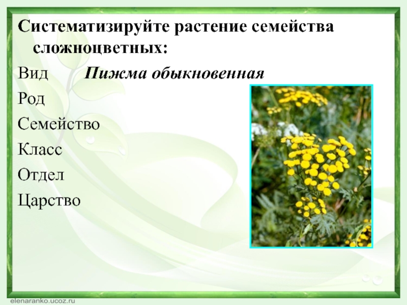 Одуванчик вид род отдел царство. Пижма обыкновенная систематика. Пижма обыкновенная семейства сложноцветных. Систематика растения пижма обыкновенная. Царство растения систематика ромашки.