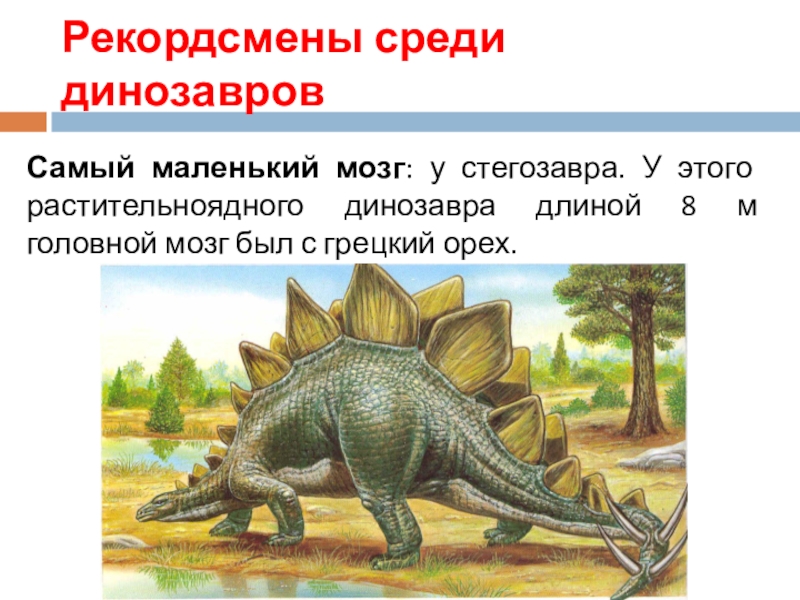 Опиши динозавра. Стегозавр описание кратко. Стегозавр доклад для 1 класса. Доклад про динозавра Стегозавр. Стегозавр описание для детей.