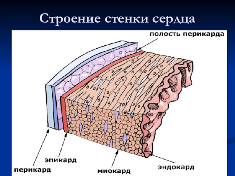 Видео строение. Строение стенки сердца анатомия. Строение стенки сердца схема. Строение сердечной стенки. Строение оболочек стенки сердца..