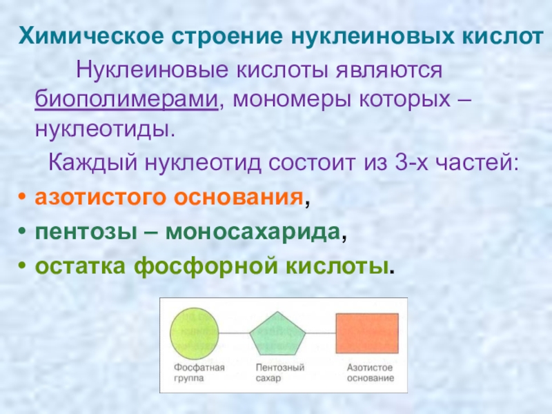 Мономеры нуклеиновых кислот