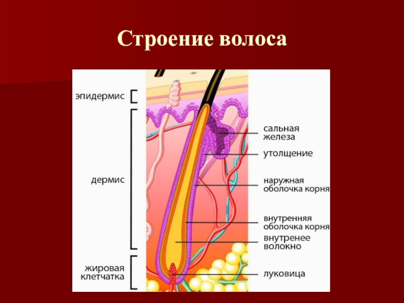 Презентация на тему волосы человека