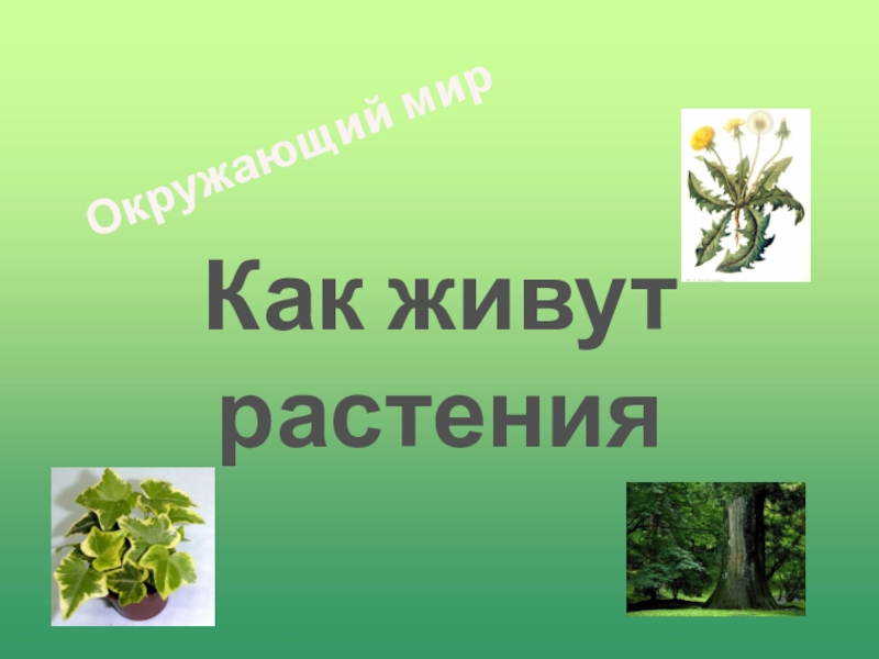 Как живут растения 1 класс школа. Как живут растения. Как живут растения картинки. Презентация как живут растения. Видеоурок как живут растения.