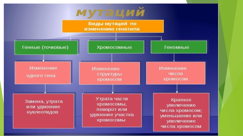 Генные геномные хромосомные мутации. Виды мутаций. Виды и причины мутаций. Формы генных мутаций. Классификация мутаций генные хромосомные геномные.