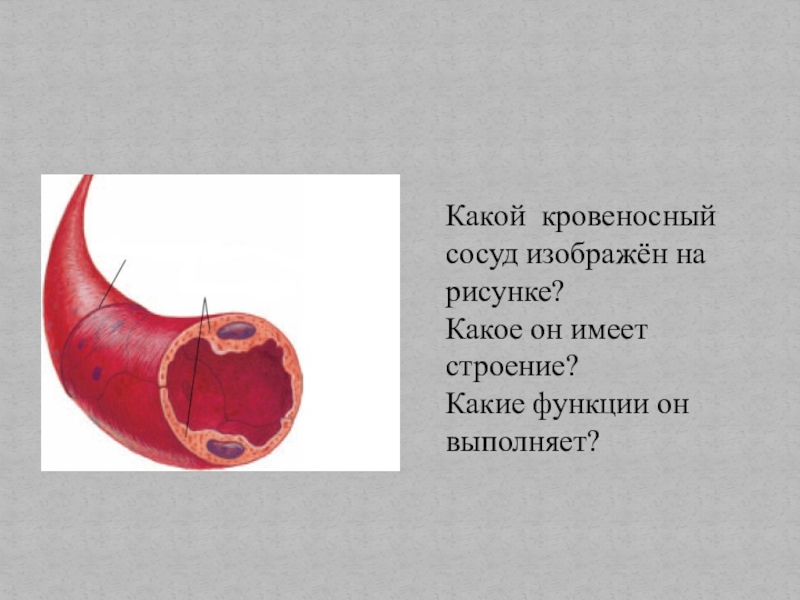 Укажи кровеносный сосуд. Какую функцию выполняют сосуды. Какой кровеносный сосуд изображен на рисунке. Выполняемая функция сосудов. Какие функции выполняют кровеносные сосуды.