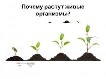 Презентация по биологии на тему Деление клеток (9 класс)