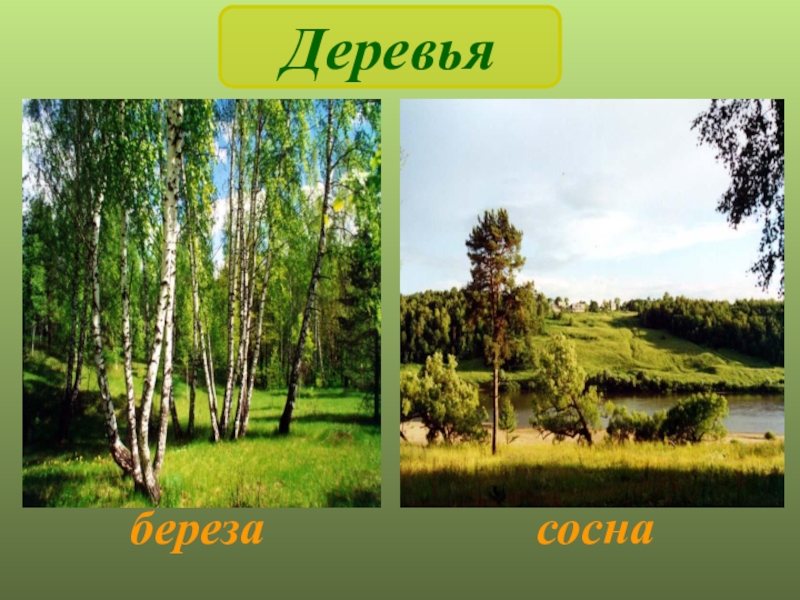 Сообщество лес 4 класс окружающий мир. Картинки жизнь леса 4 класс. 4 Класс мир вокруг нас презентация леса России. Какому природном у сообщество является берёза. Для первого а класса фото разные леса на окружающем мире.