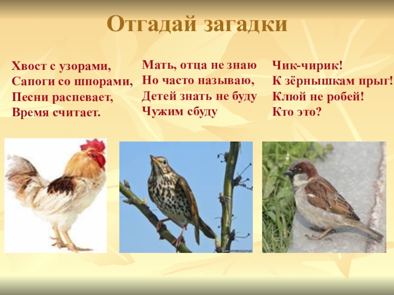 Загадка хвост. Отгадать загадку хвост с узорами сапоги со шпорами. Загадку хвост с узорами. Отгадай загадку загадка хвост с узорами сапоги со шпорами что это. Хвост с узорами сапоги со шпорами песни распевает.