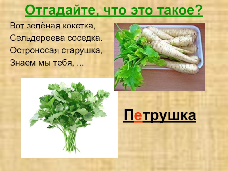 Петрушка это овощная культура