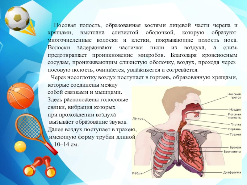 Дыхательная система человека презентация 4 класс