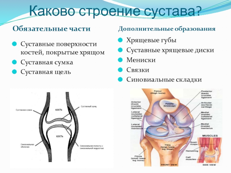 Суставные поверхности костей