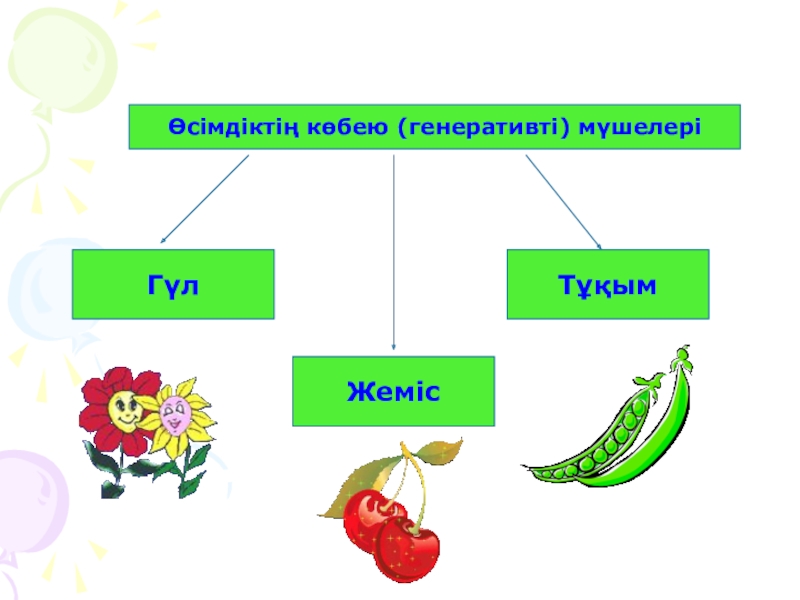 Гүлдің құрылысы презентация